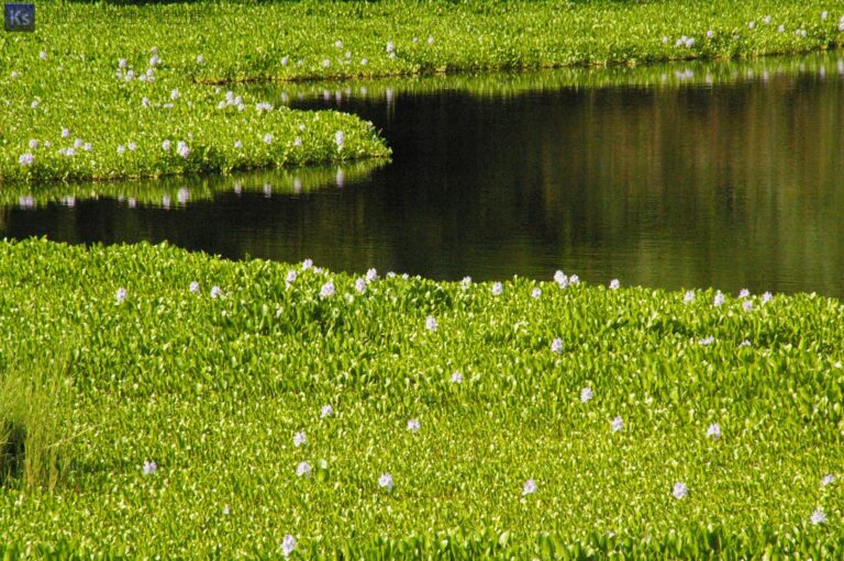 th 2008.07.20 IMGP0003 768x511